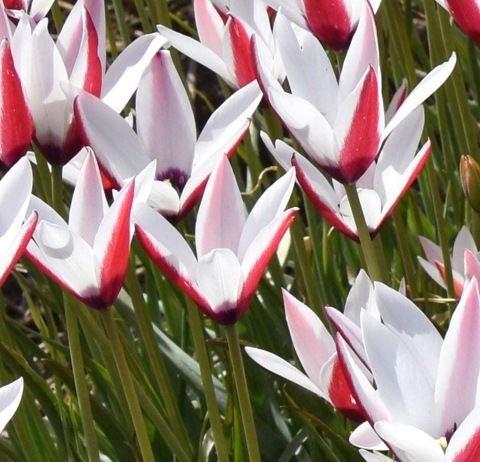 Tulip clusiana (True Species)