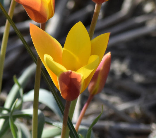 Tulip clusiana var. chrysantha AGM