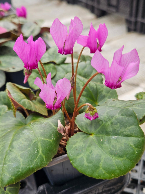 Cyclamen purpurascens AGM