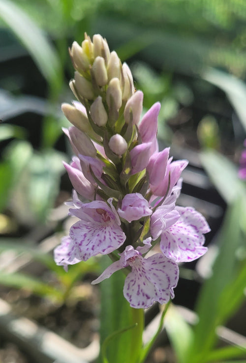 Dactylorhiza foliosa x podesta