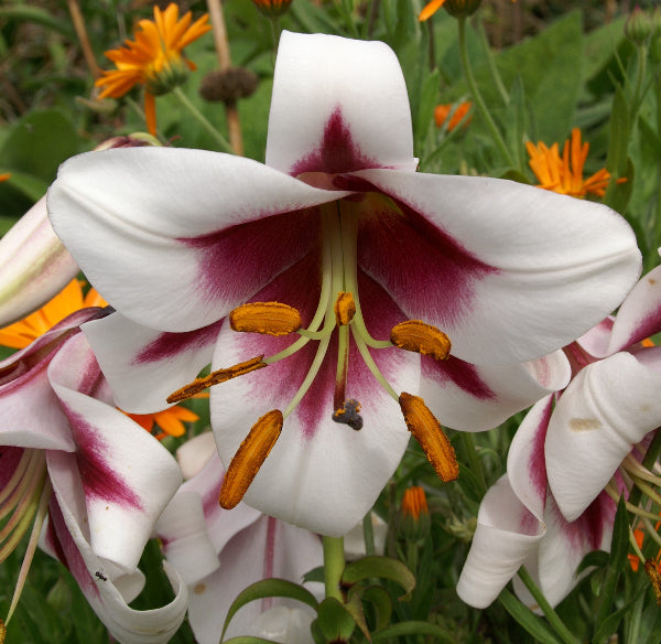Lilium Friso AGM