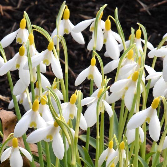 Galanthus Dicks Early Yellow