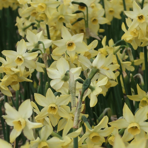Narcissus Hunter Dawn