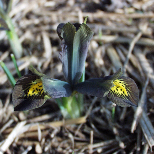 Iris reticulata 'Down to Earth'