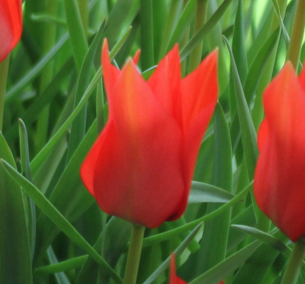 Tulip linifolia AGM