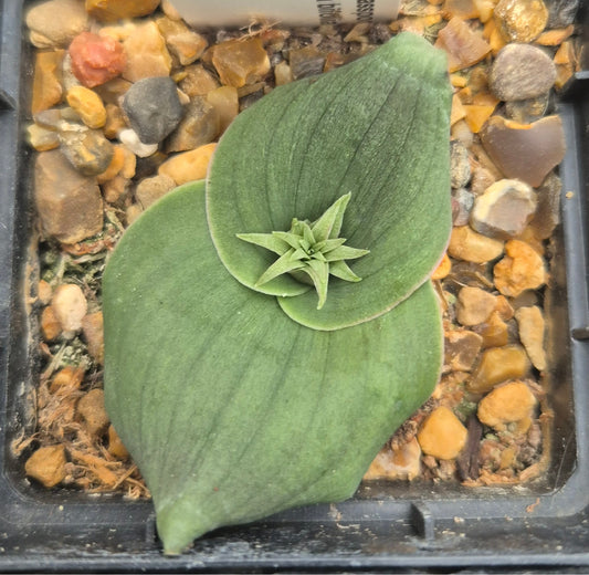 Massonia bifolia