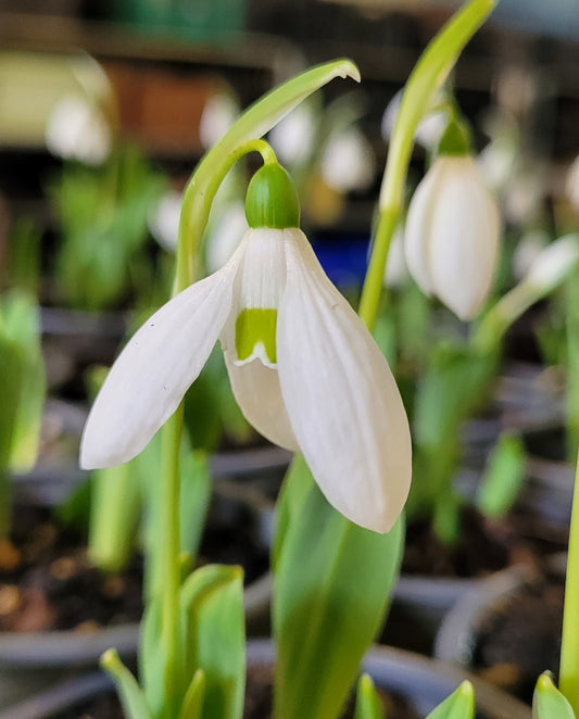 Galanthus elwesii Mt Everest