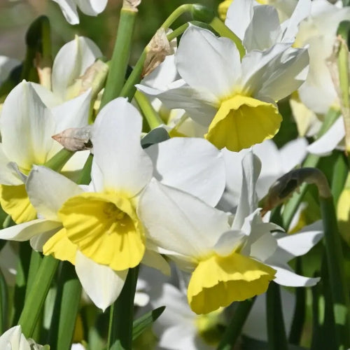 Narcissus Jumelée