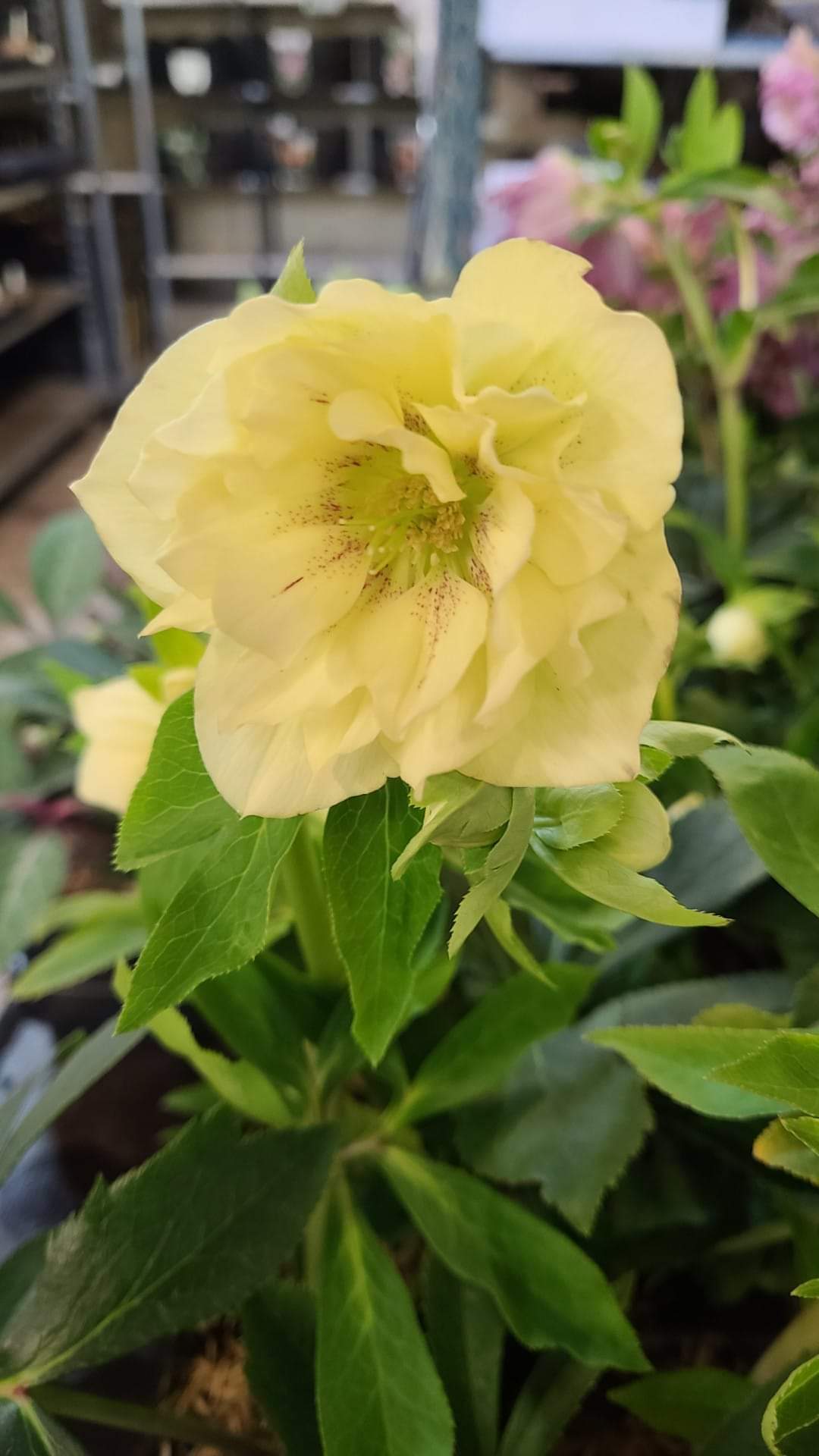 Helleborus orientalis mixture 5 pots!! - Finished flowering this Spring!