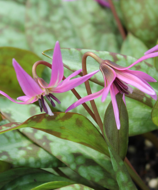 Erythronium dens-canis "Pink Perfection"