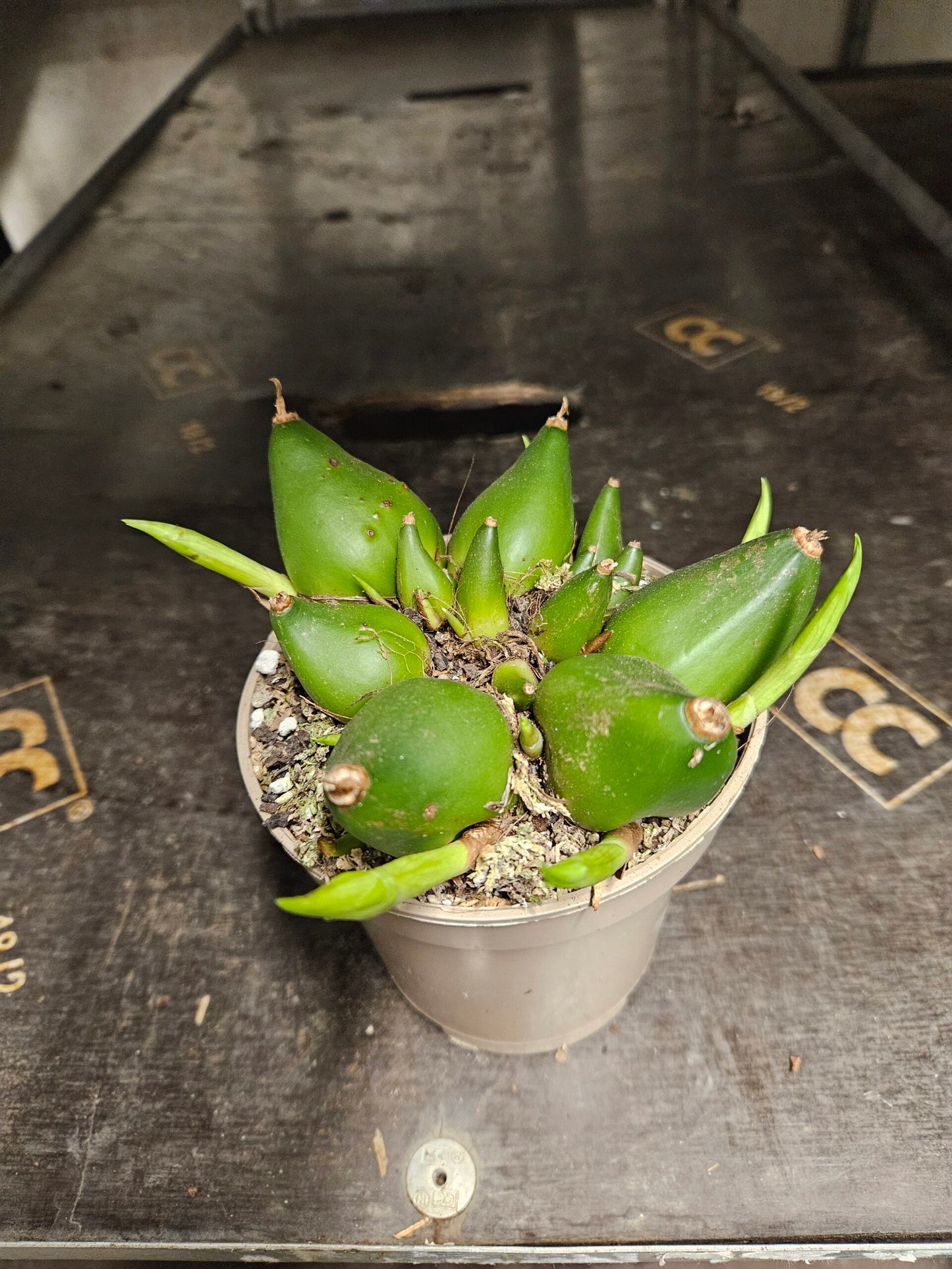 pleione pot