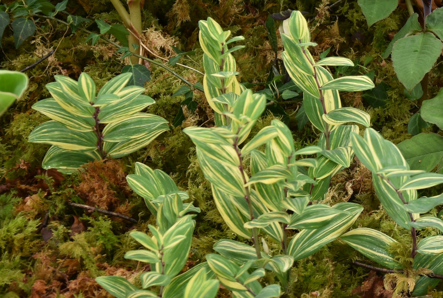Polygonatum odoratum 'Yamato Nishiki'