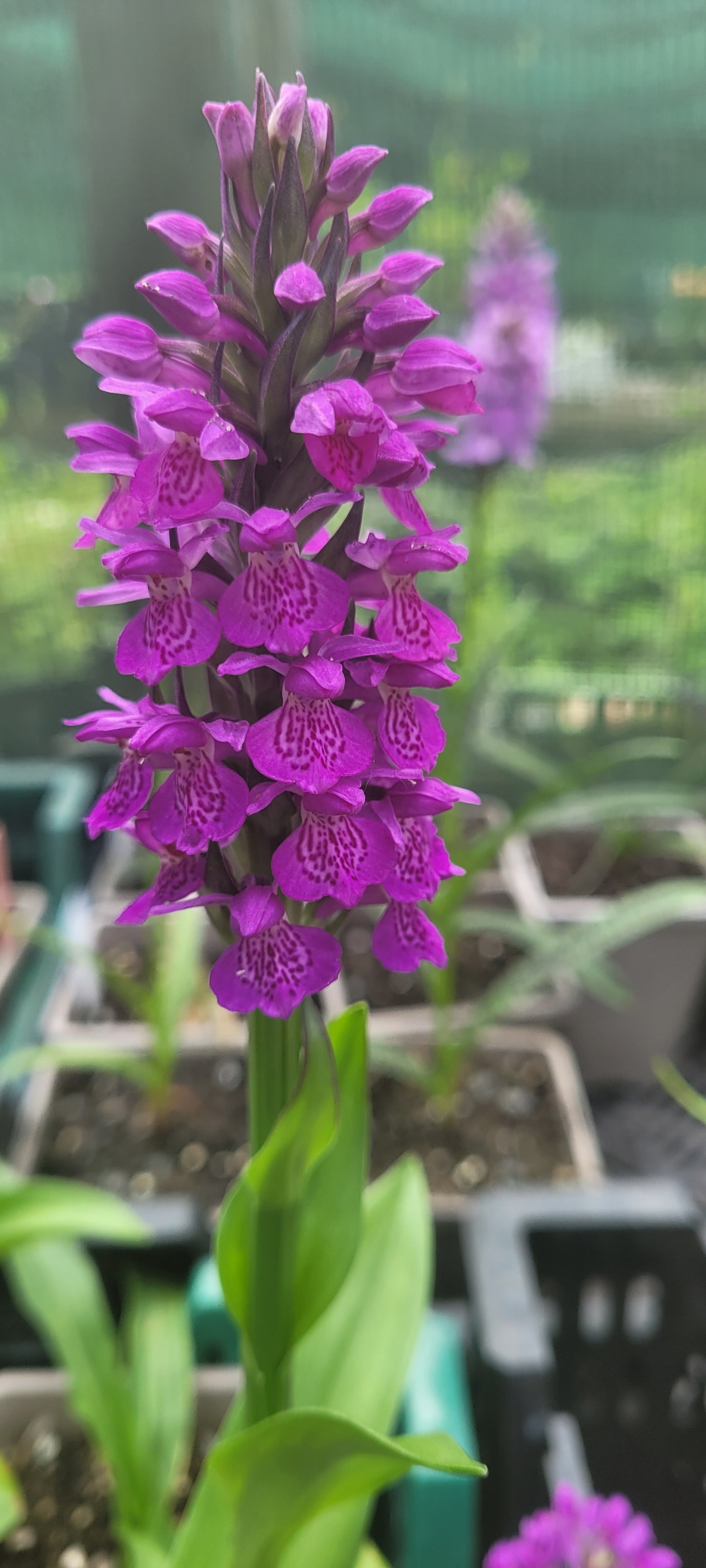 Dactylorhiza purpurella