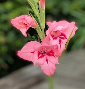 Gladiolus colvilii 'Summer Love'