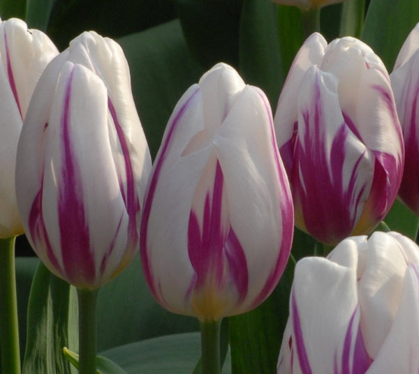 Tulip Flaming Flag