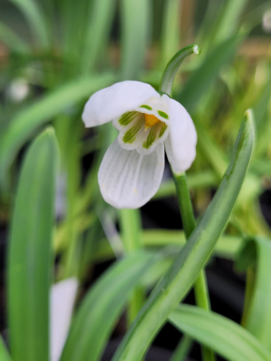 Galanthus elwesii var. monostictus. 'A. Vivaldi'