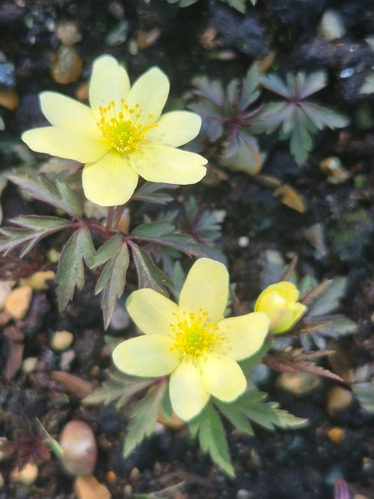 Anemone x lipsiensis Sioux