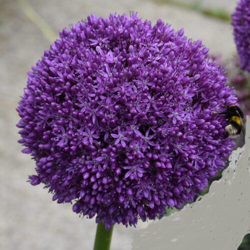Allium Ambassador_1867 (2)