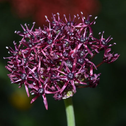 Allium atropurpureum_1690 (1)