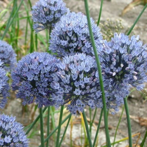 Allium caesium