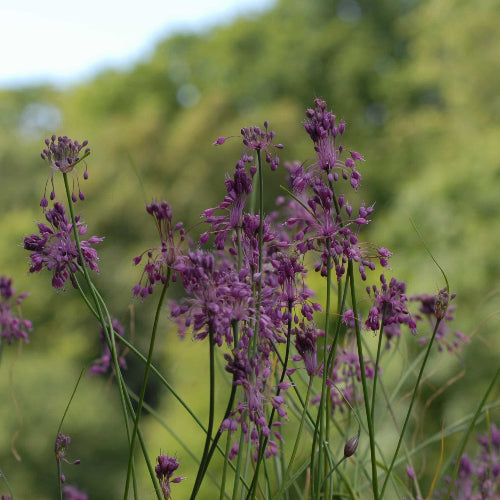 Allium carinatum_0005 (2)
