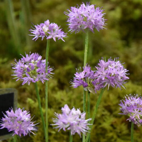 Allium carolinianum_6087 (1)