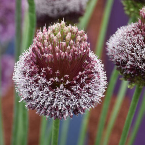 Allium Forelock_6760 (2)