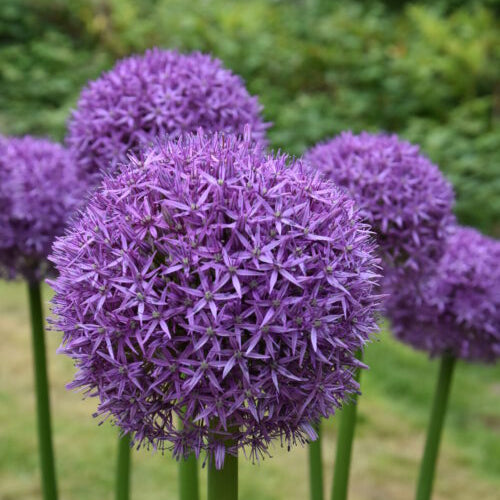 Allium Globemaster_2955 (7)