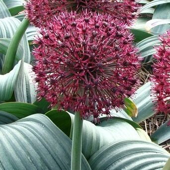 Allium karataviense Red Globe