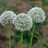 Allium-Ping-Pong