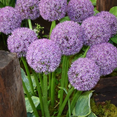 allium-pinballwizard_4450-2
