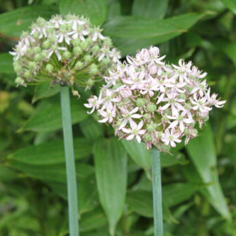 Allium Pink Jewel_1606
