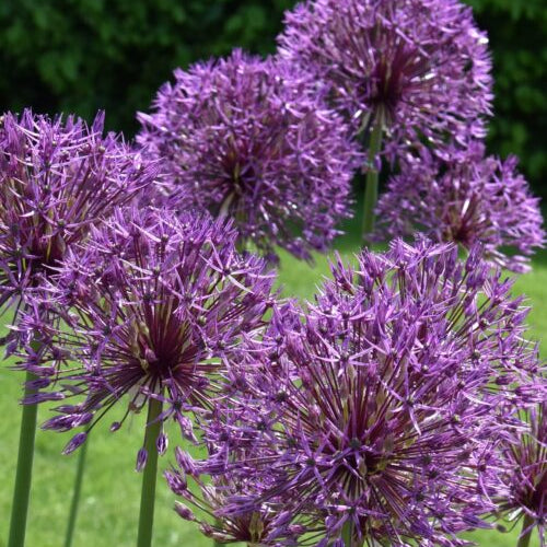 Allium Purple Rain_8336 (19)