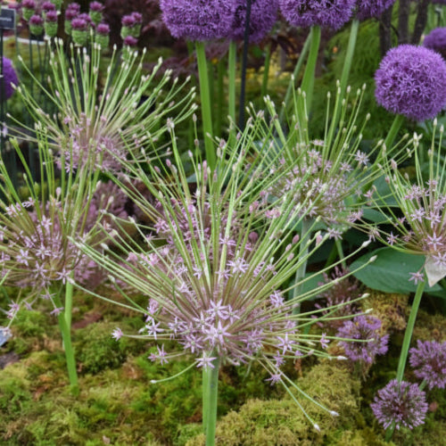 Allium schubertii_8929