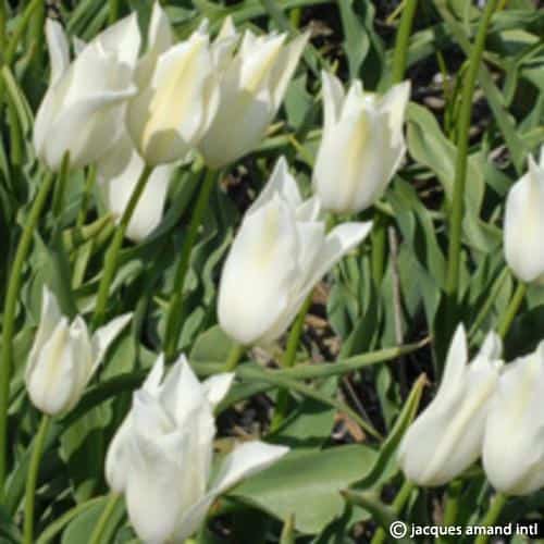 Alba-Regalis
