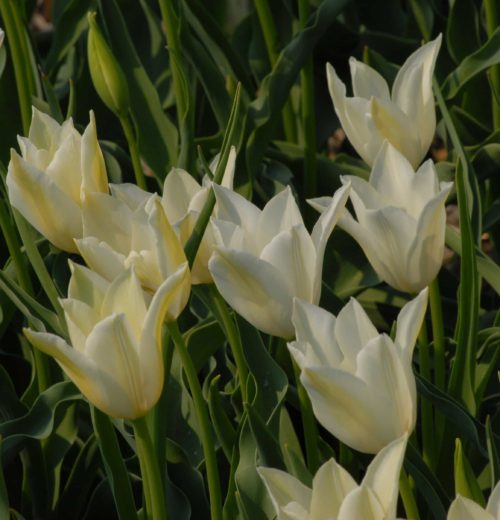 Alba Regalis