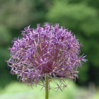 Allium cristophii_0019 (8)