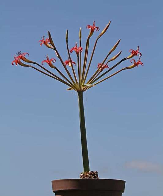 Brunsvigia litoralis full