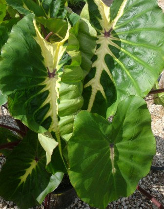 ColocasiaWhiteLava – planthaven can use