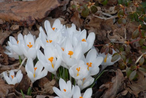 Crocus Jeanne D’ Arc