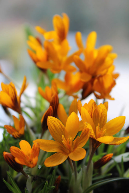 Crocus Orange Monarch