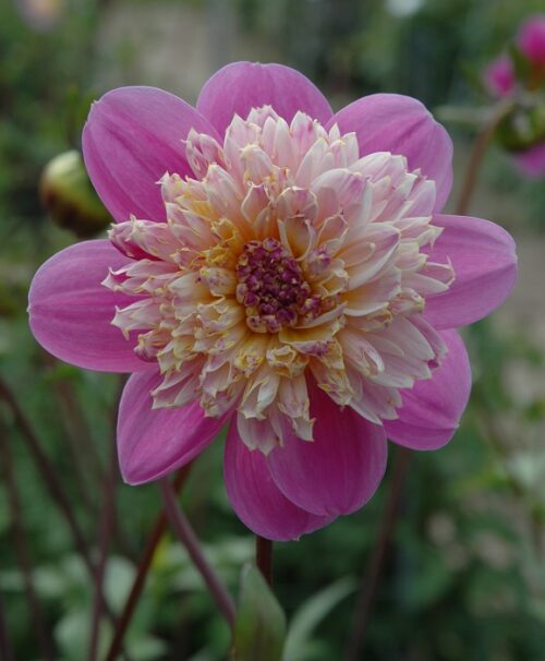 Dahlia Take Off cat