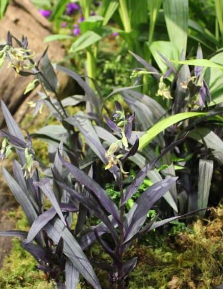 Epipactis gigantea Serpentine Night_0163 (2) – Copy