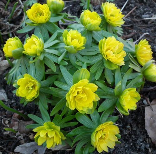 Eranthis hyemalis Flore Pleno’ web