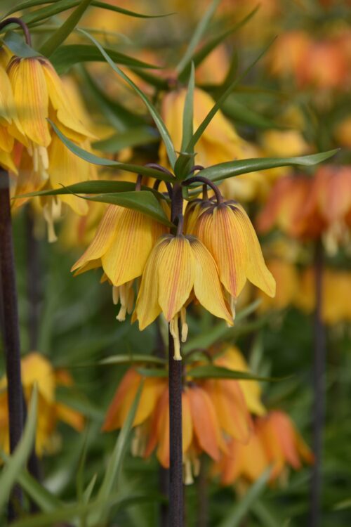 Fritillaria Early Dream (3)