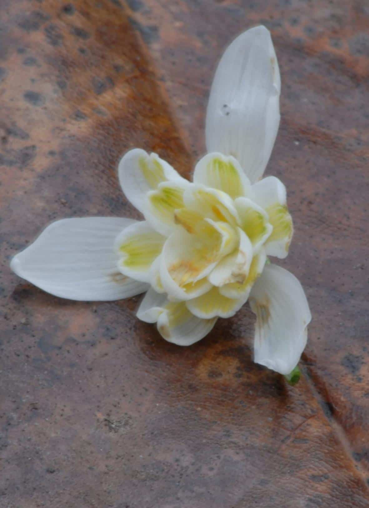 Galanthus Lady Elphinstone 2010.1