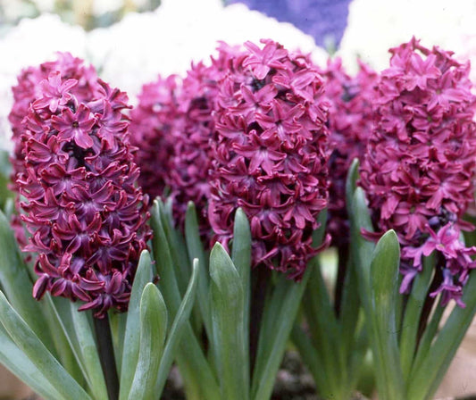 Hyacinth Woodstock