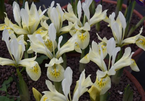 Iris Katharine’s Gold_0506 (7)