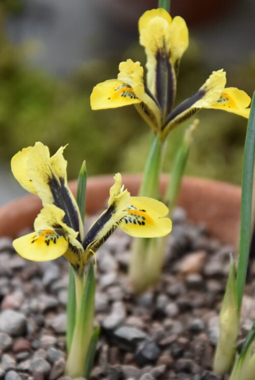 Iris Orange Glow_0373 (3) – Copy – Copy