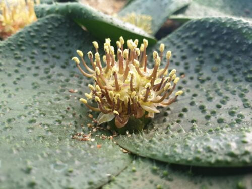 Massonia thunbergiana ‘heavily pustulated’ f
